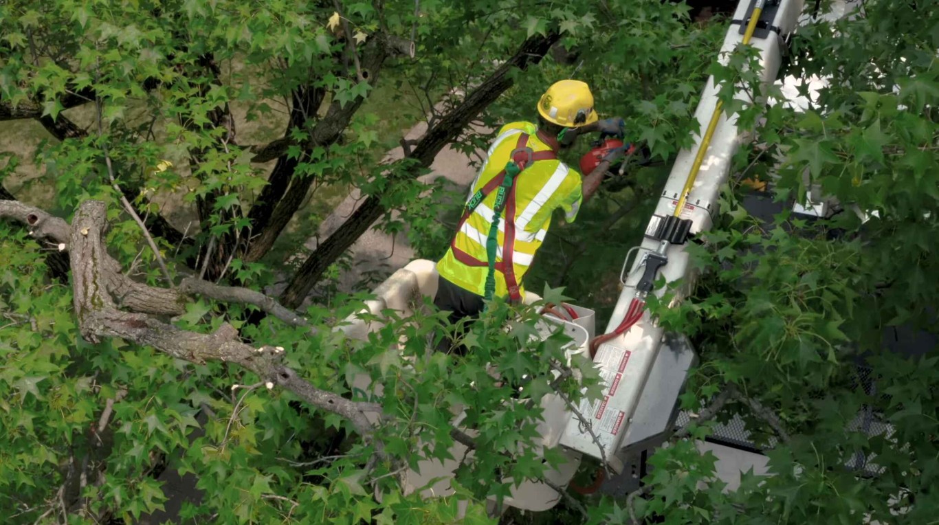 Tree health maintenance using bucket lift equipment in Oak Lawn, IL