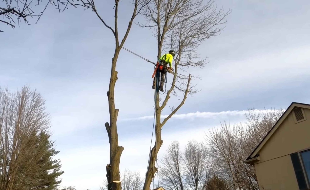 Expert tree climber performing precision pruning work in Oak Lawn, IL